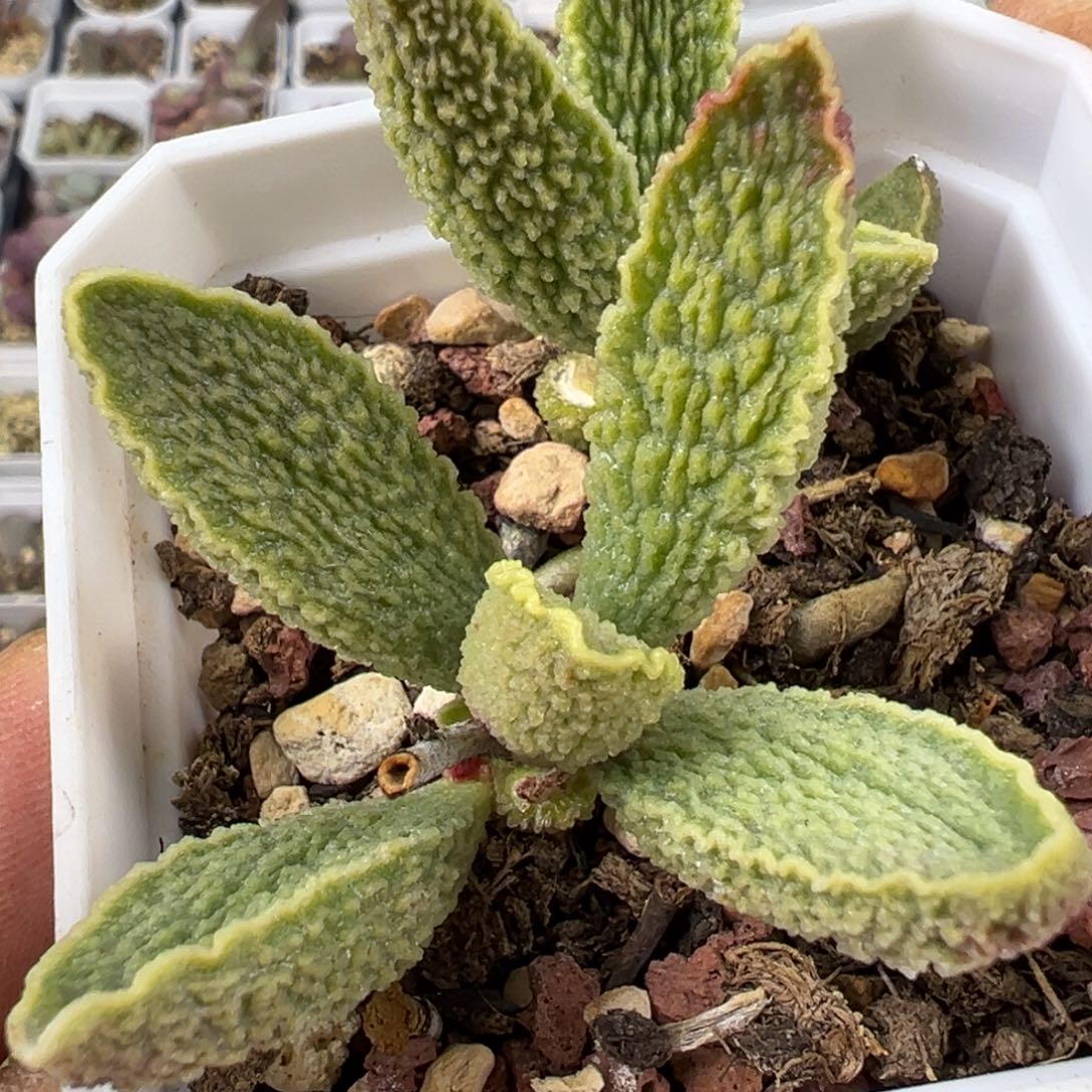 绿皮水泡多肉植物水泡