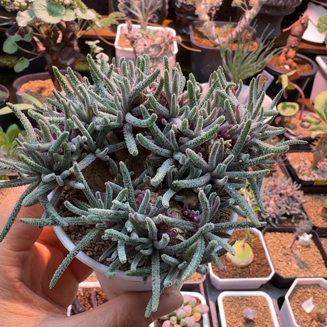 五***骨老桩天赐220仙人掌