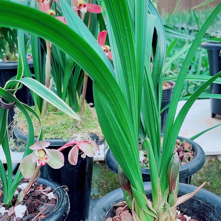 方***大完全开放一物一漂亮开花