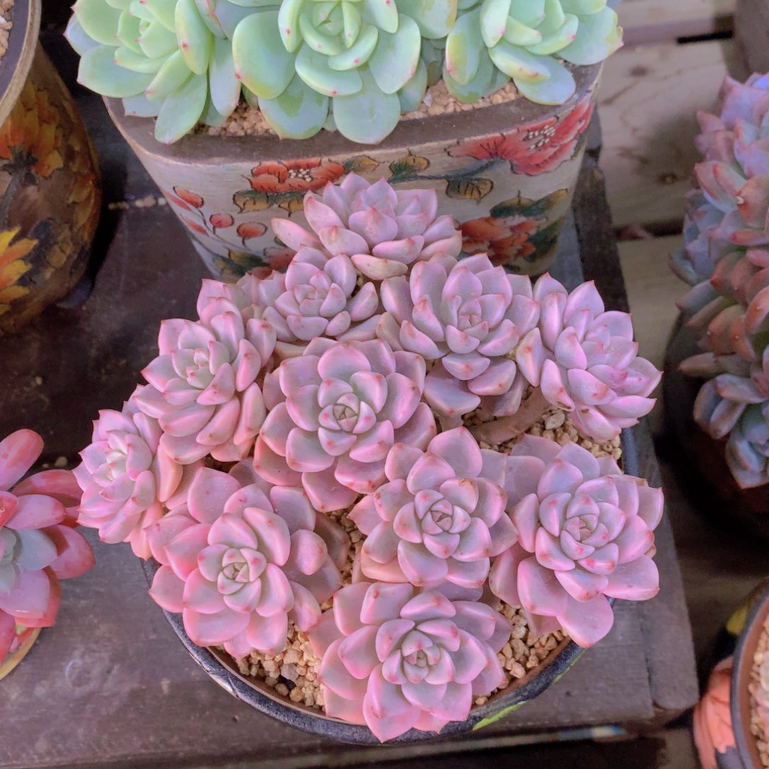 精品多肉植物花卉盆栽花卉