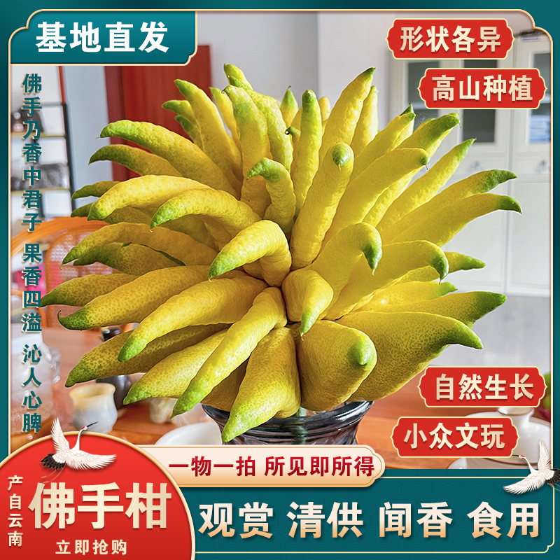 【一物一拍】云南新鲜佛手柑佛手果基地直发水培果观赏把玩闻香食用