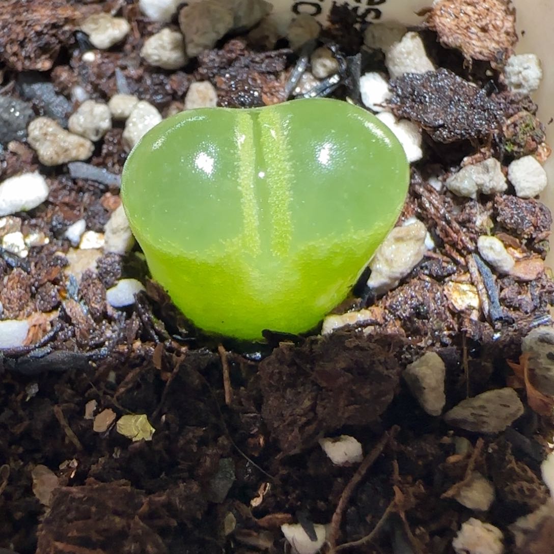 肉锥多肉植物百科-温莎城堡546