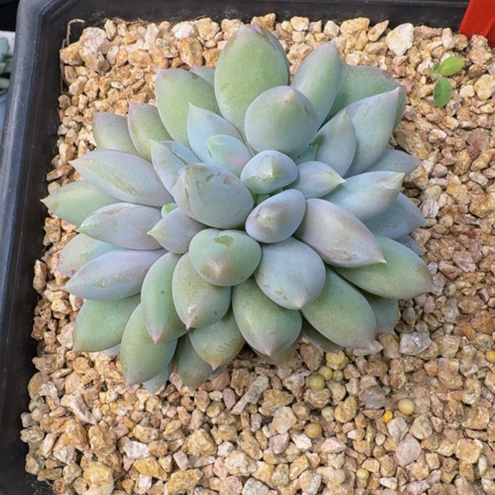 2565多肉植物一物一拍