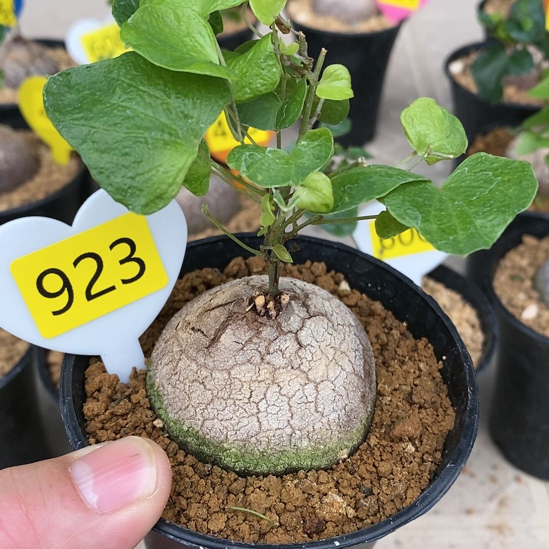 南非龟甲龙龟甲龙