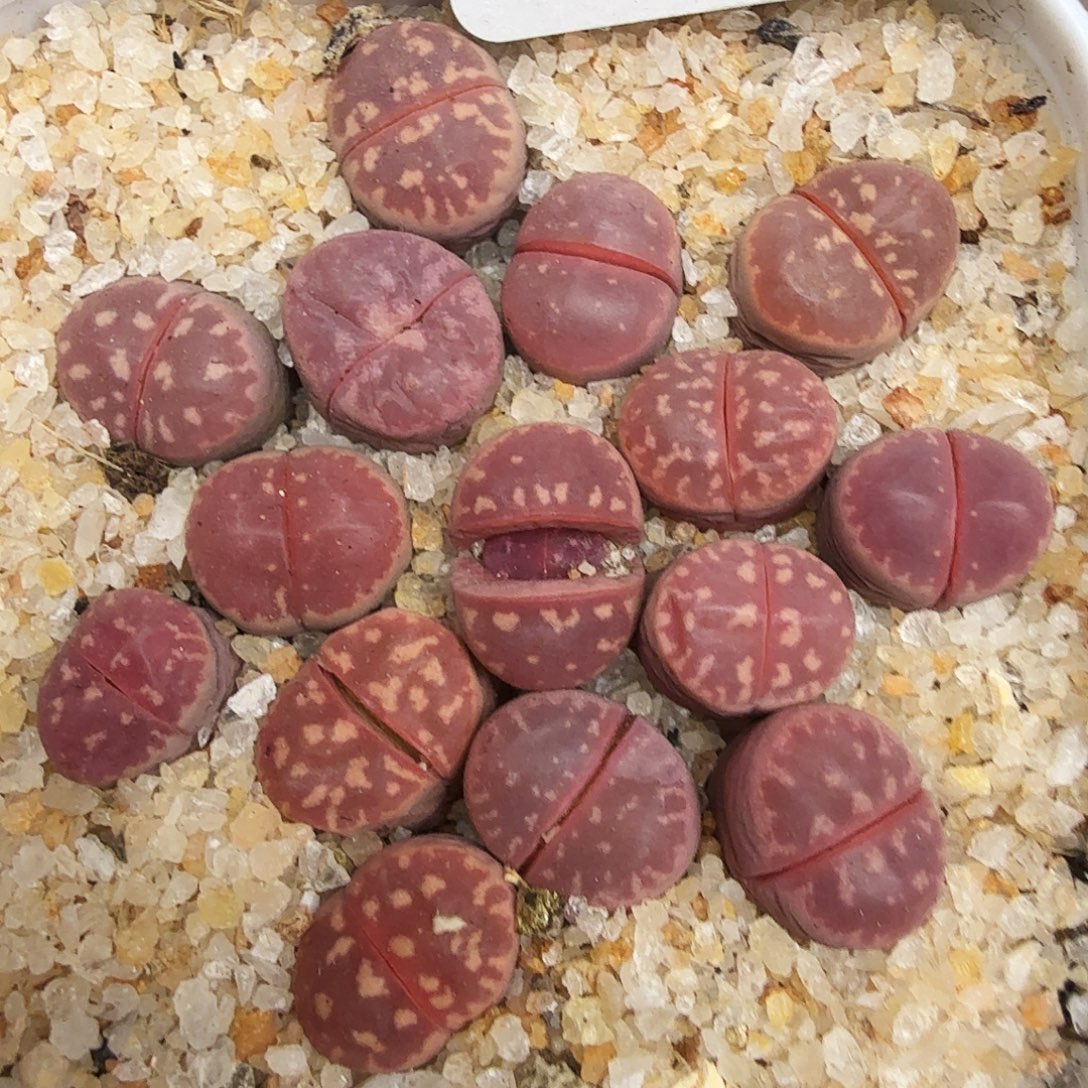 不是很冷哦还是在宿舍322你