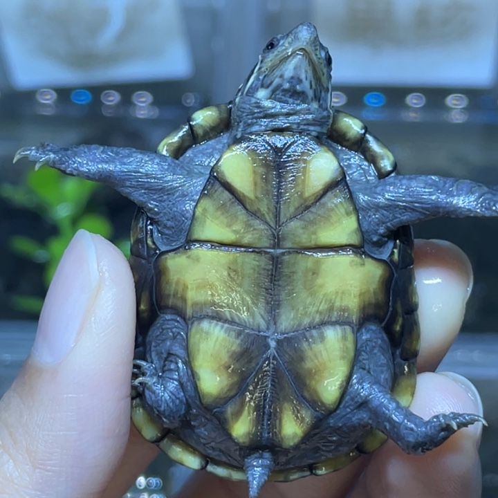 富***哥蛋龟不分公母头盔头盔头盔头盔