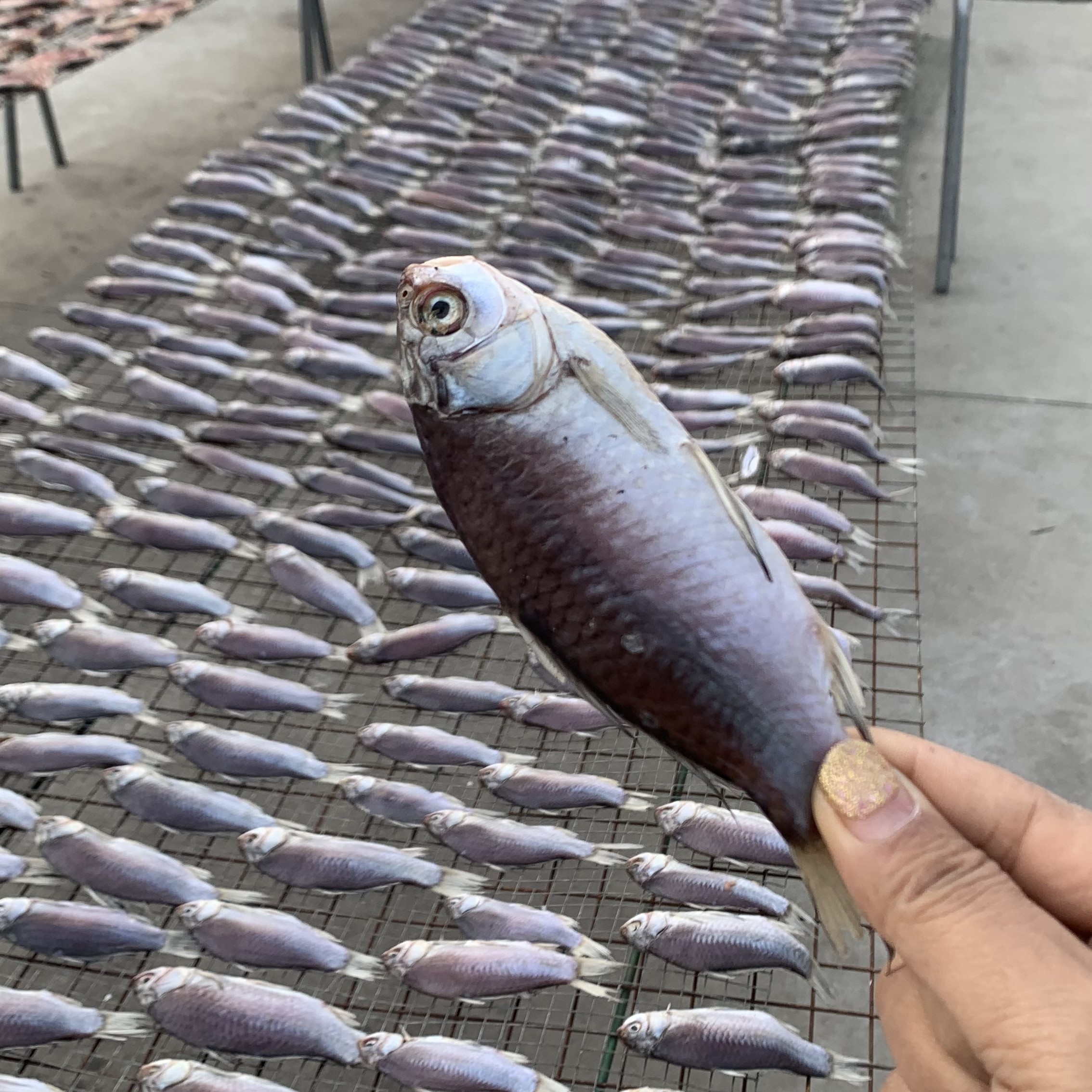 农家自晒阳干鲫鱼(半湿半干，不咸不淡)