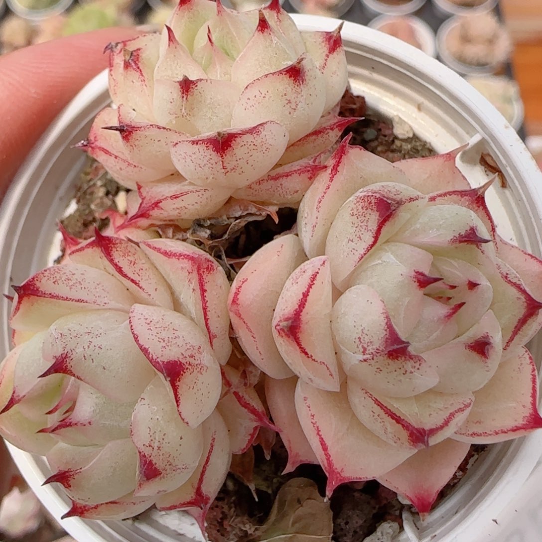 花语多肉1228-259散魔仙包子