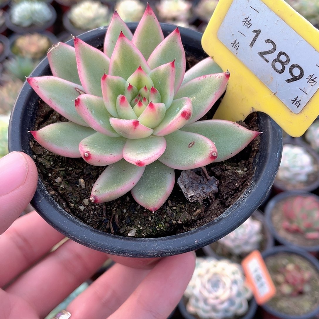 摩根锦1289号多肉