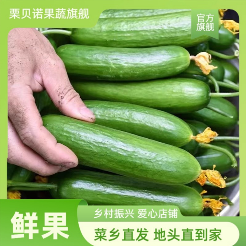 栗贝诺山东寿光水果小黄瓜新鲜生吃现摘时令蔬菜脆甜青瓜现摘现发