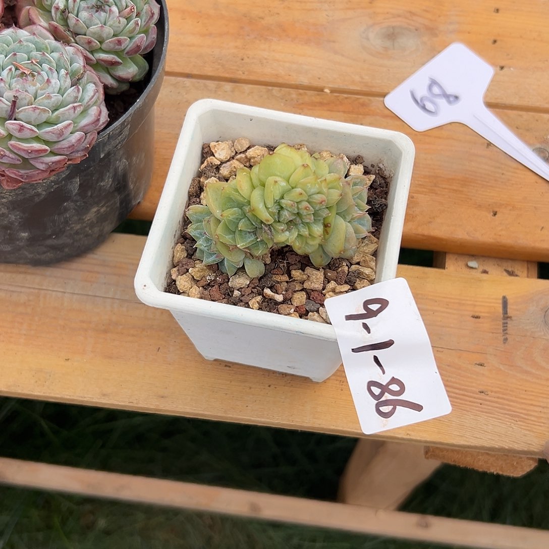 星****9-1-86冰魄缀多肉植物