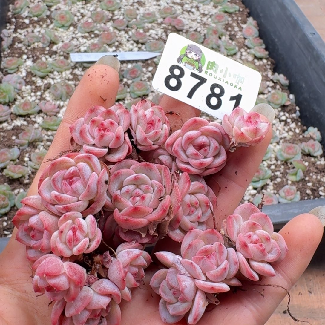 粉***坨多肉植物多肉植物