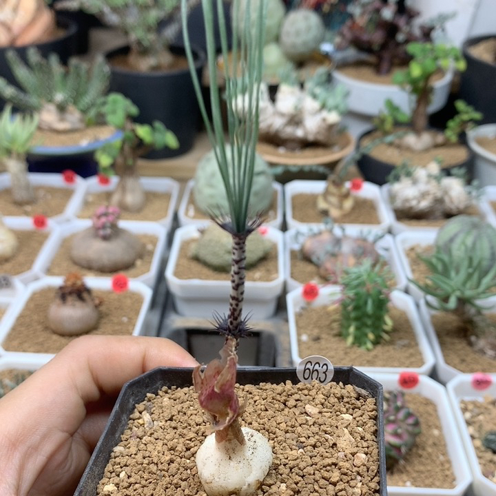 Gv弹簧草母本带盆