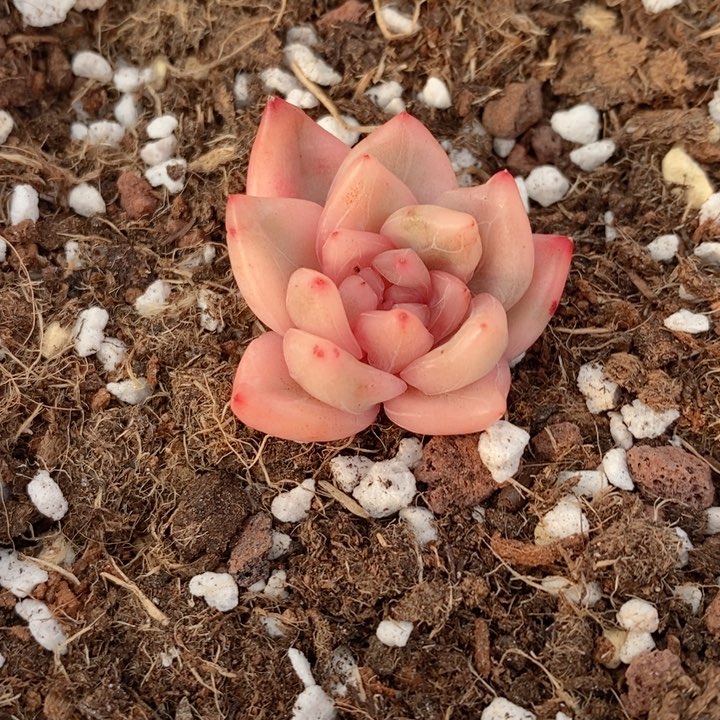 冰月亮锦多肉锦景天