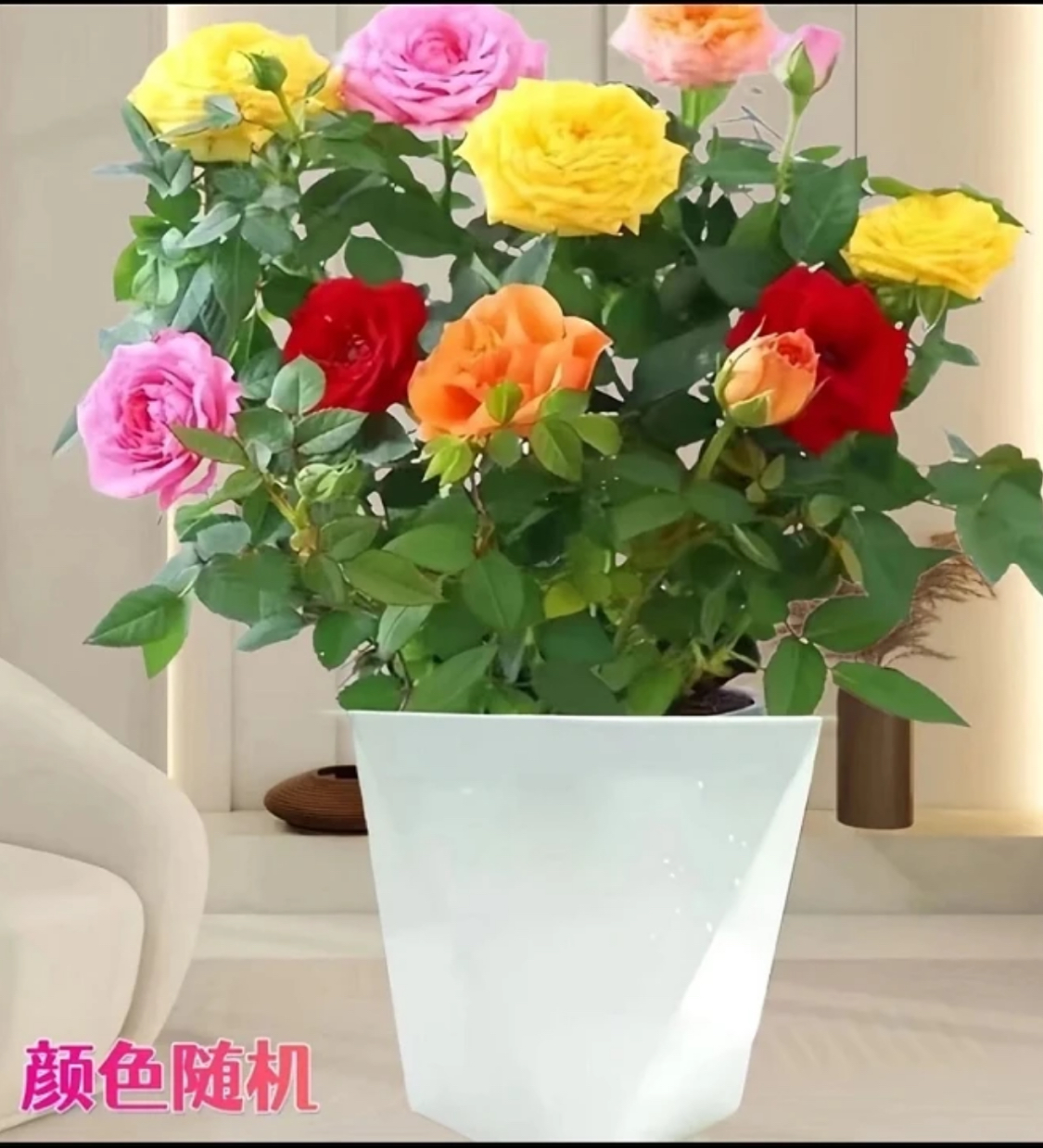 混色月季花苗大花浓香老桩庭院阳台室内外绿植盆栽