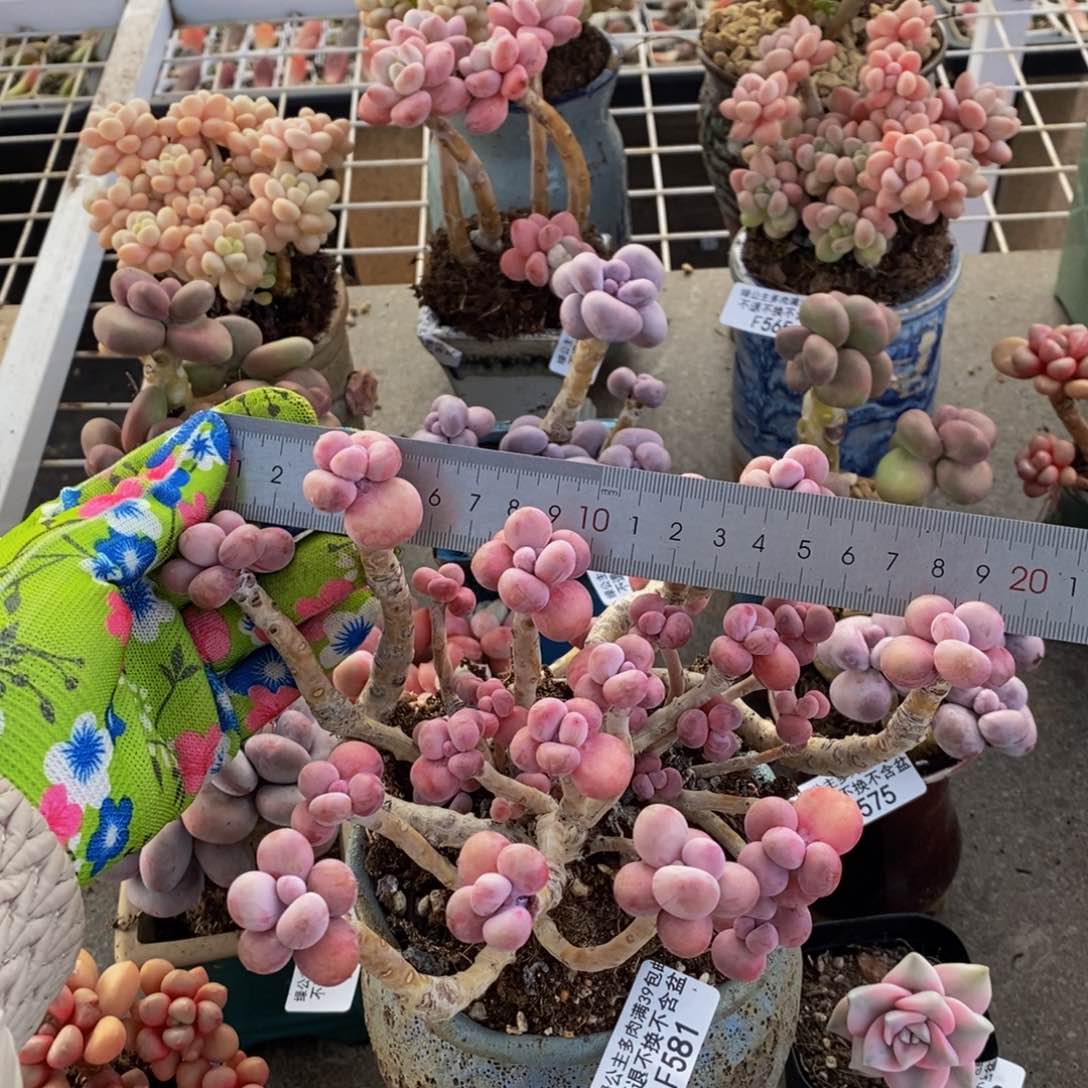 腰子桃蛋581/13v m