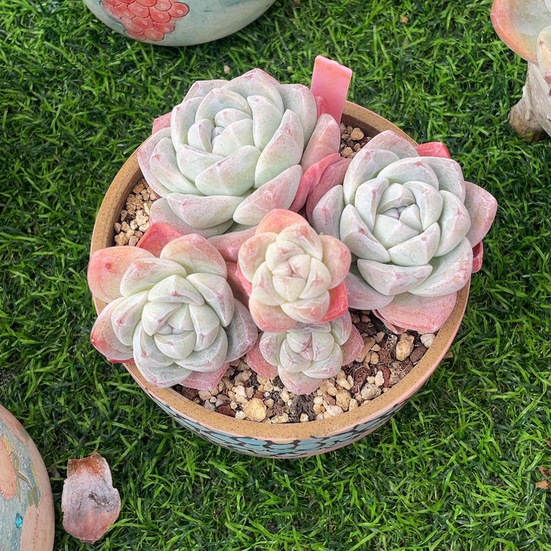 冰玉群生多肉植物一物一拍