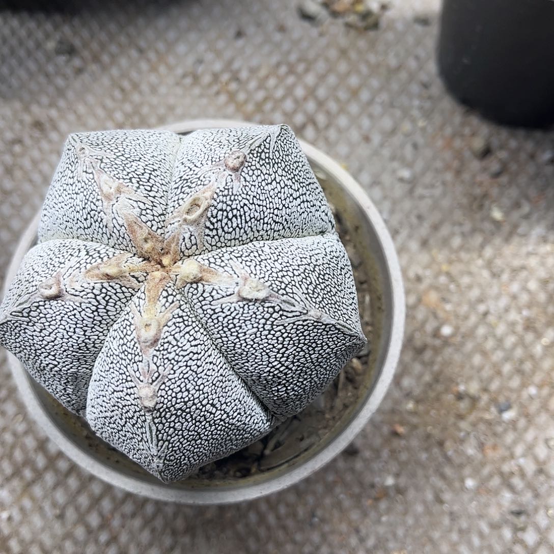 喜***️无花朵嗯，总是生根一颗