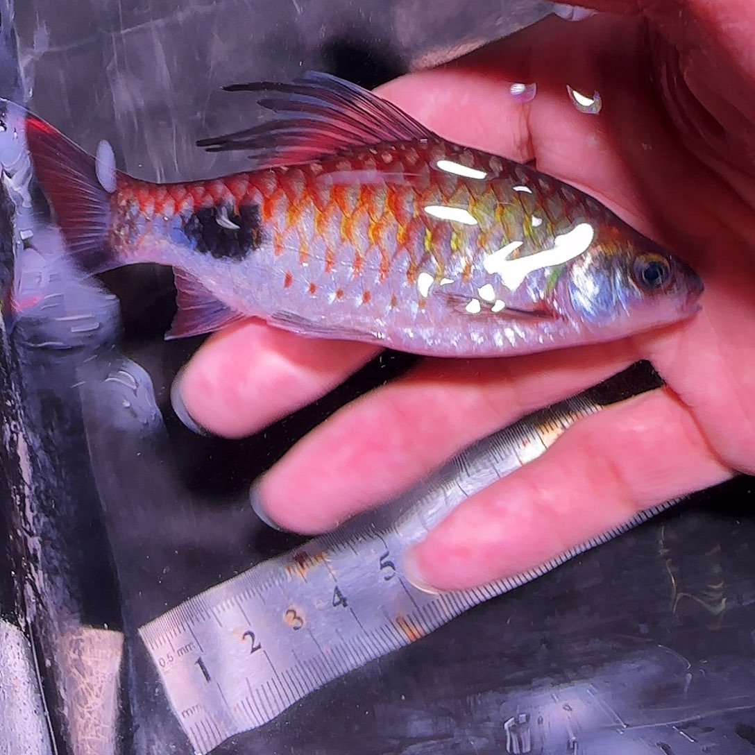 灯科鱼克里111111，