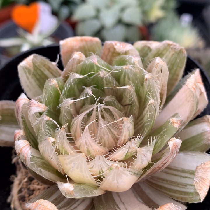 实生原始种玉露锦，带盆