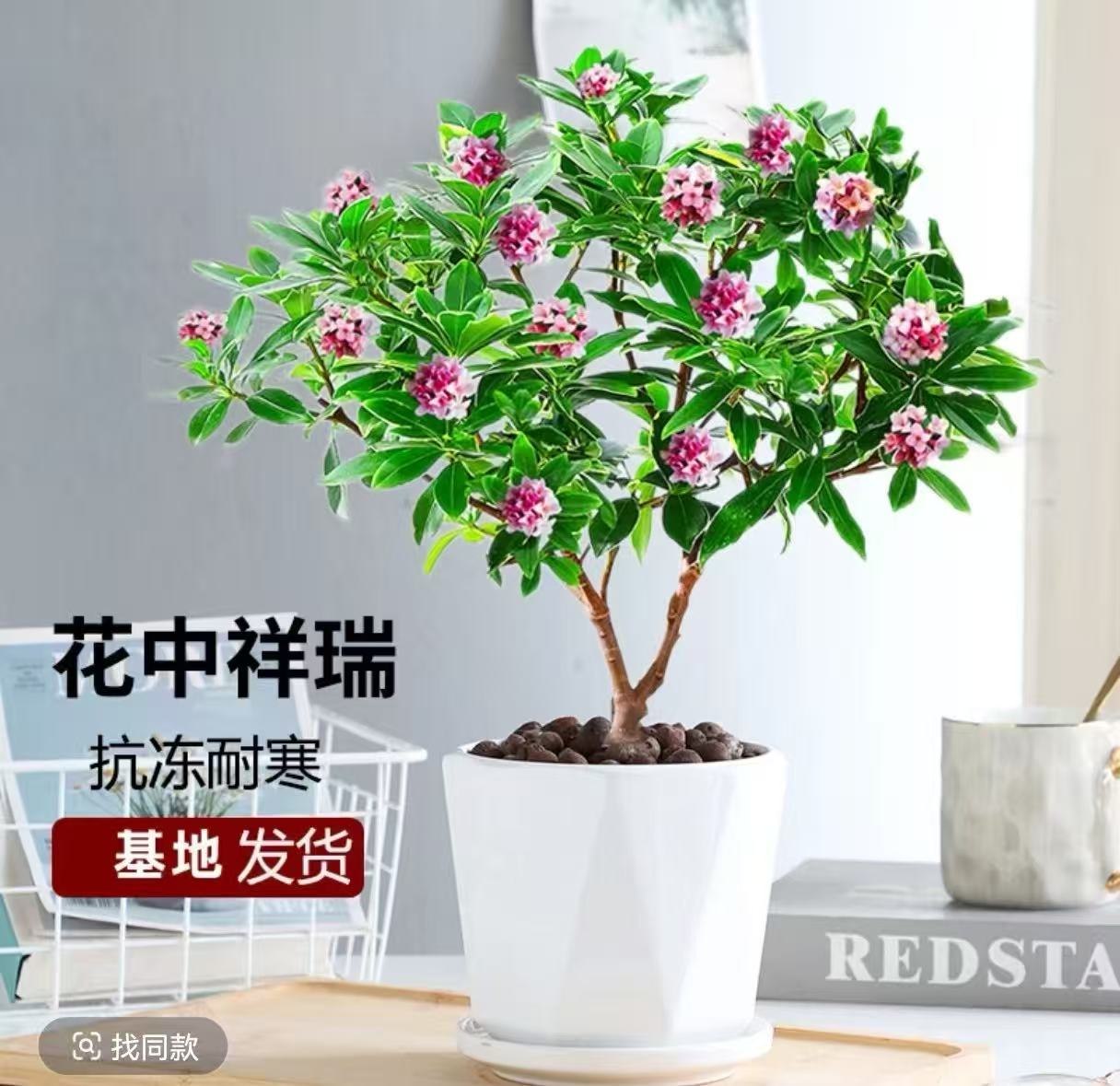 A浓香型带花苞金边瑞香耐寒盆栽室内外开花观花植物