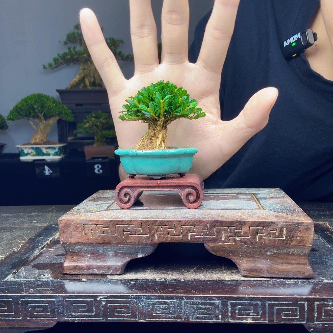 毛***毛无花朵黄杨盆景一物一拍