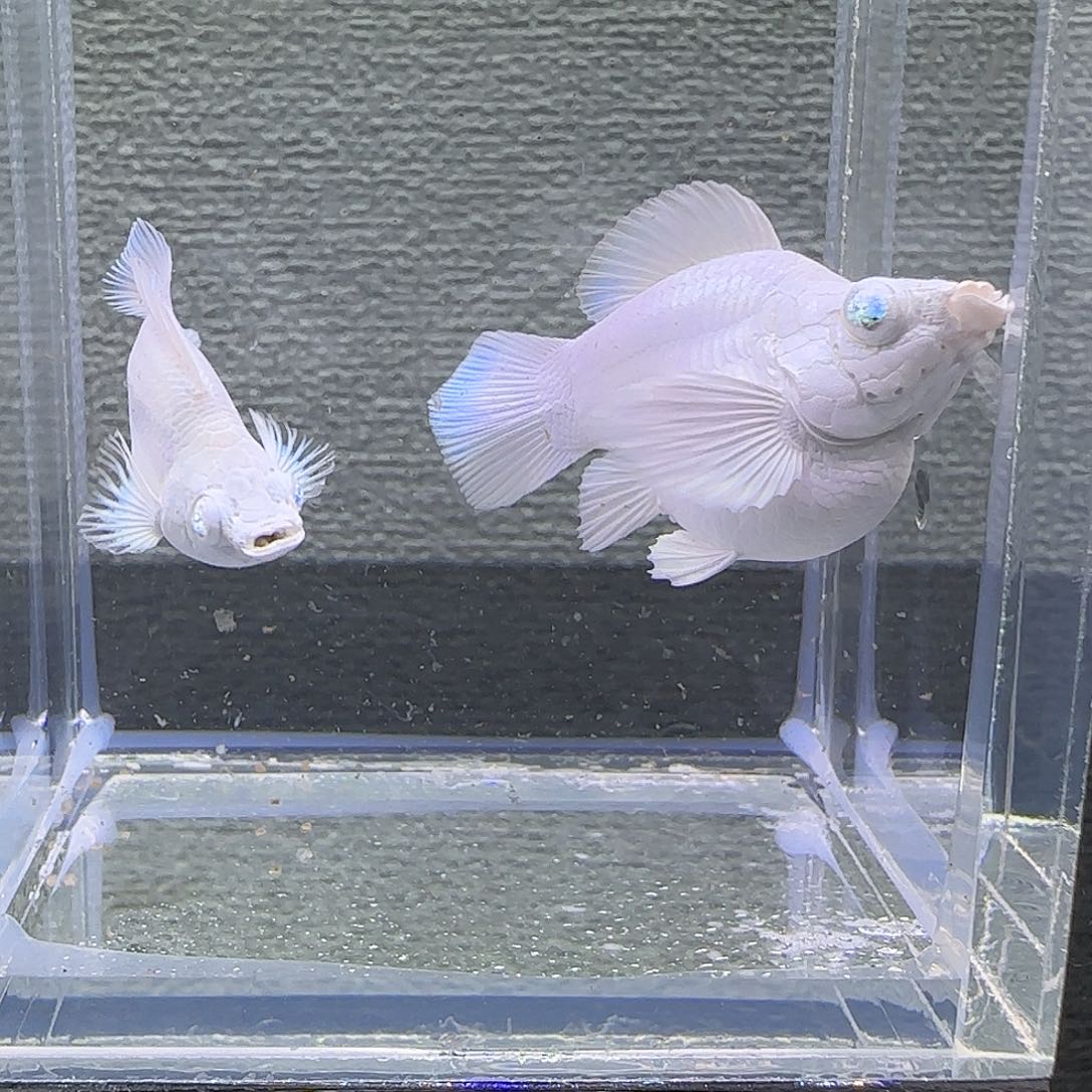 黑玛丽鱼瓷白钻石眼