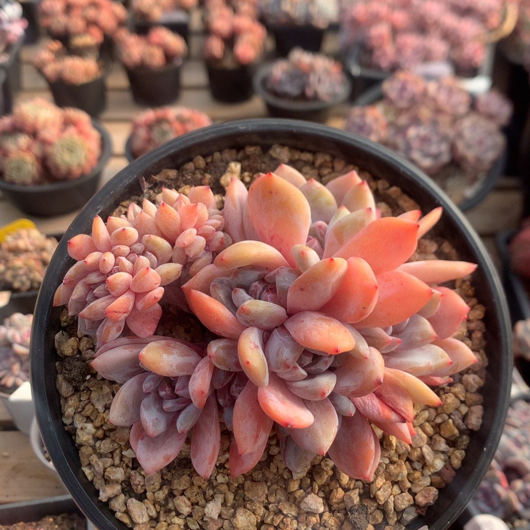 13厘米七头飘枝石榴籽缀 无砍 5955