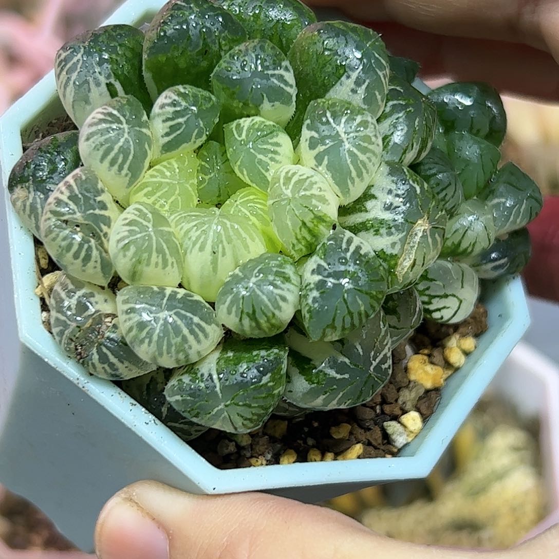 塑料皮锦十二卷多肉植物