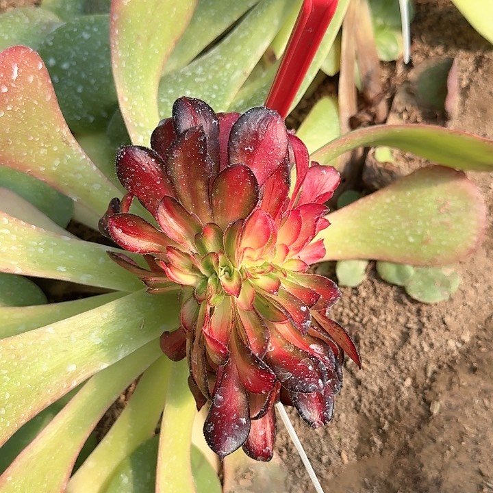 3+937晚霞缀化多肉法师