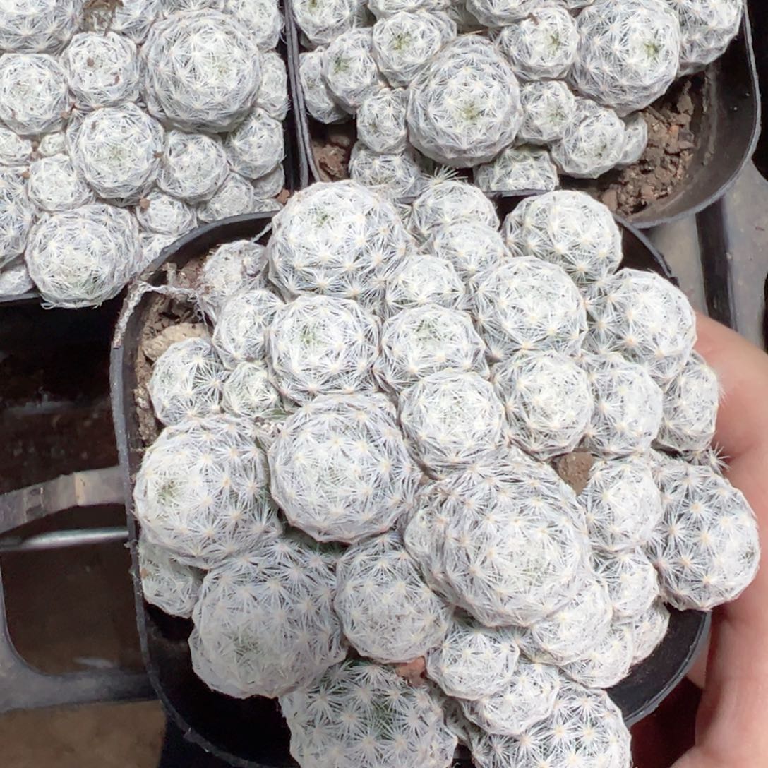 源***子哈哈哈哈哈哈哈哈哈哈哈