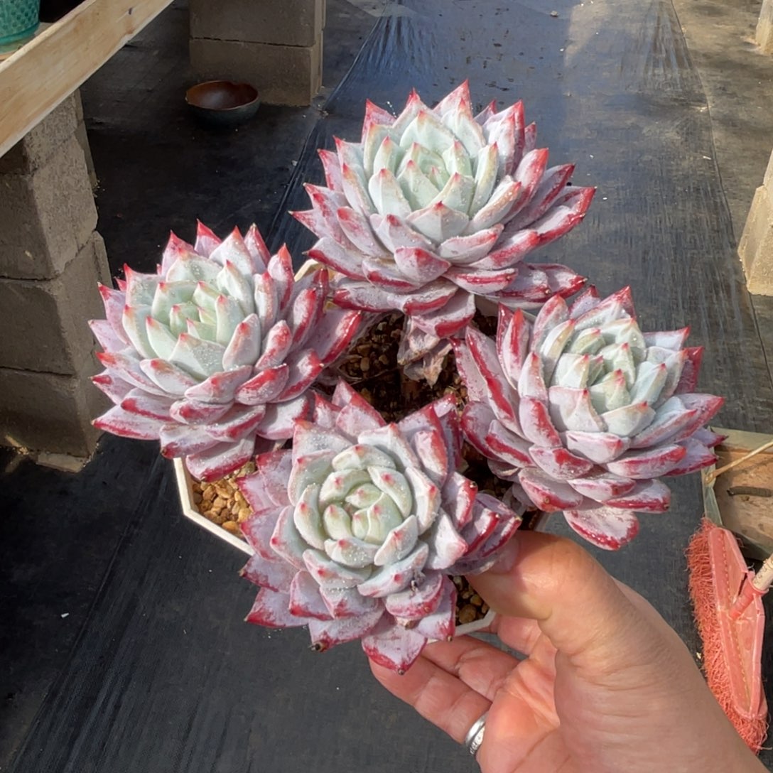 粉蓝鸟 一物一拍不支持退换