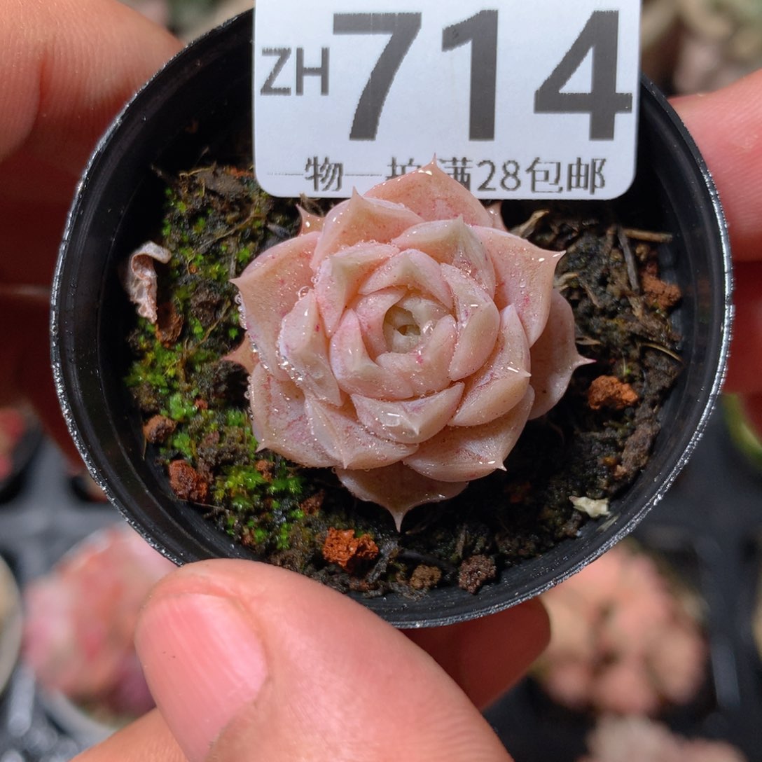 5CM拇指盆精控多肉ZH714