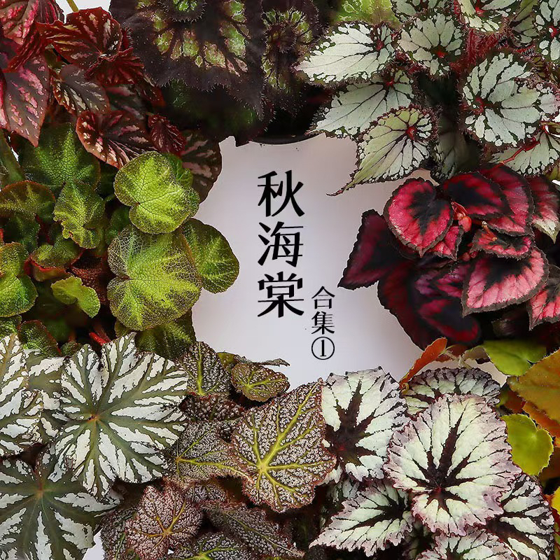 秋海棠竹节秋海棠绿植盆栽绿植室内绿植室内福利专场来啦竹节海棠