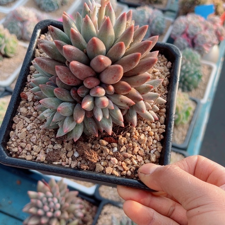 精品多肉植物老桩