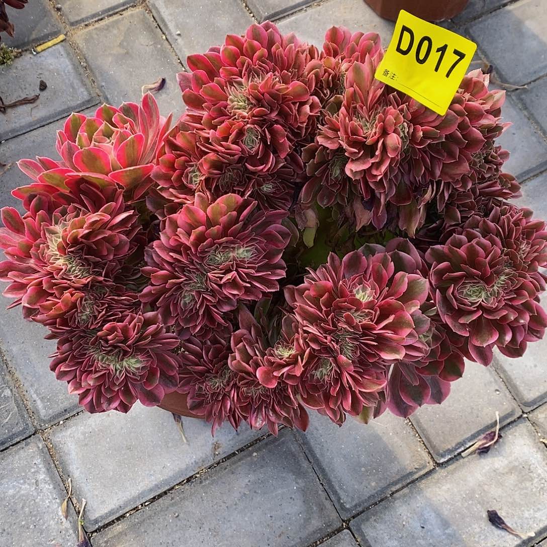 017香妃缀66666666