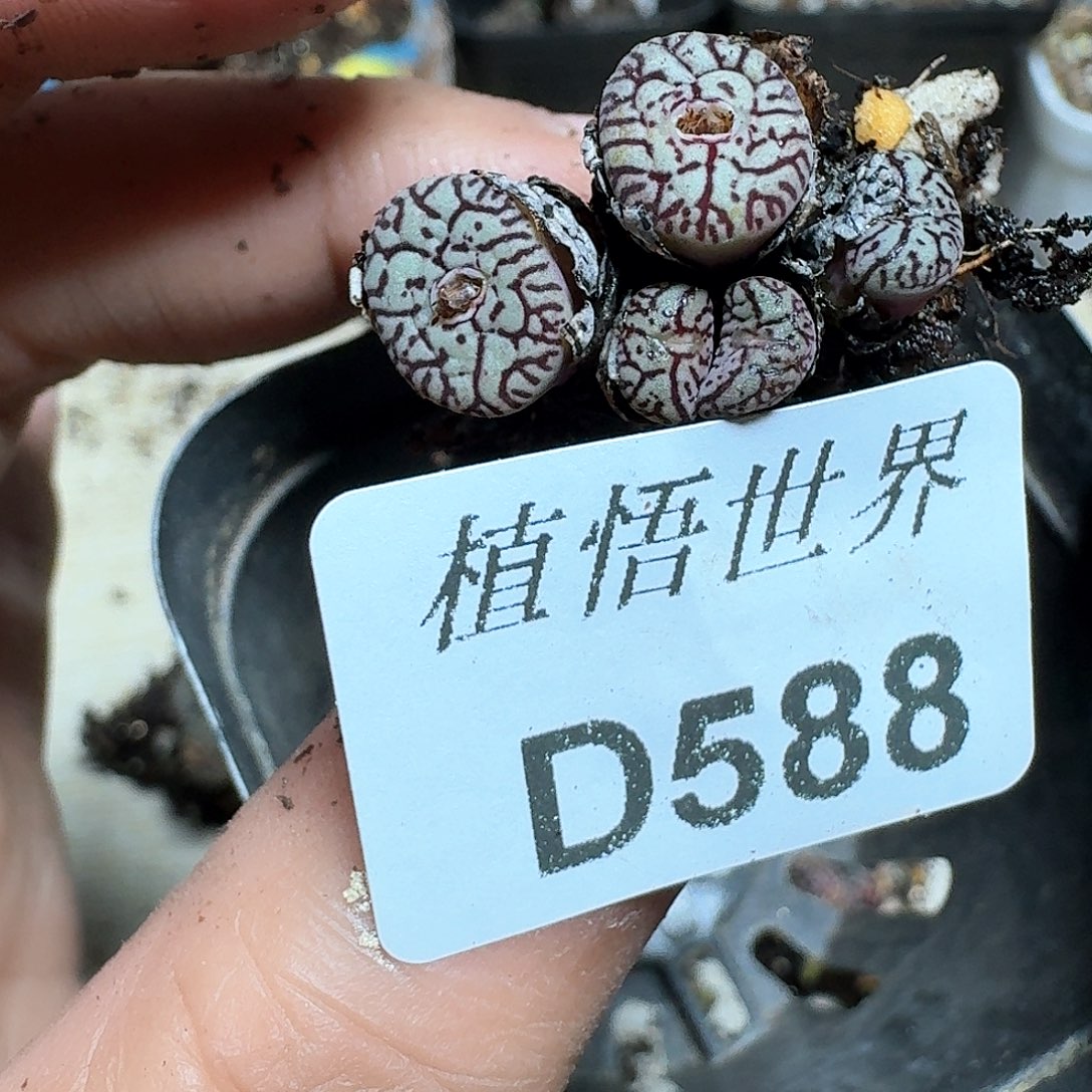 588盒多肉W哇多肉植物哇g