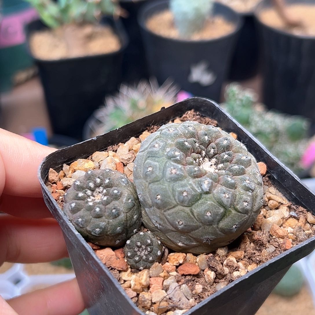 无花朵尤仙人实生球一颗