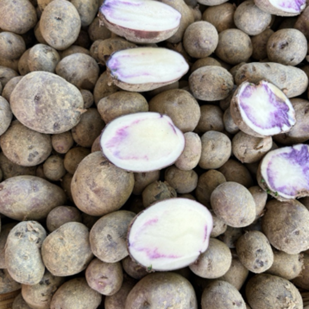 贵州本地高山乌洋芋