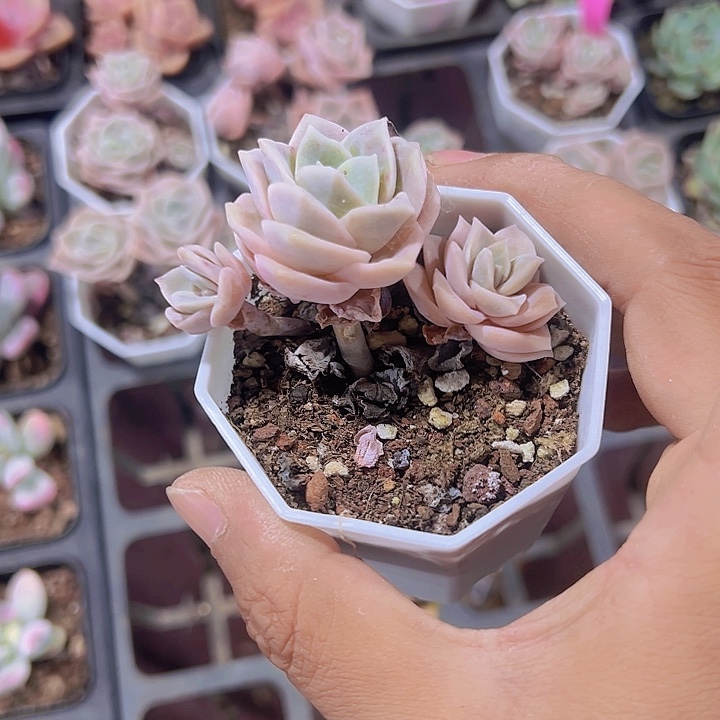 可爱玫瑰精品多肉