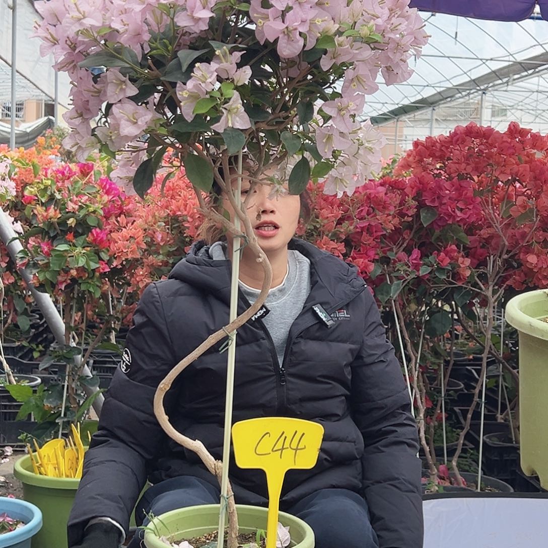 青***雪大部分花苞少量开放C44苹果花