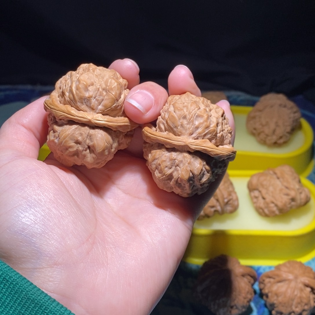 涞水县麻核桃蛤蟆