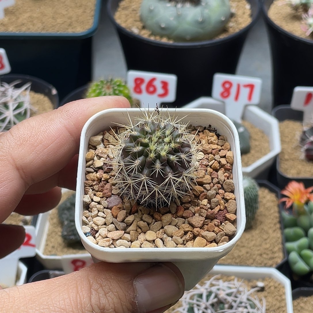 实生混乱玉 仙人球 包邮