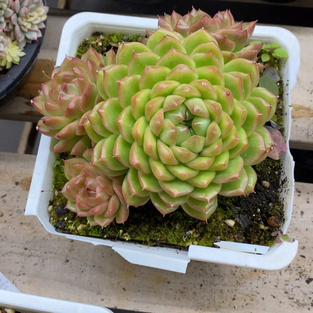 精品多肉一物一拍不包整275