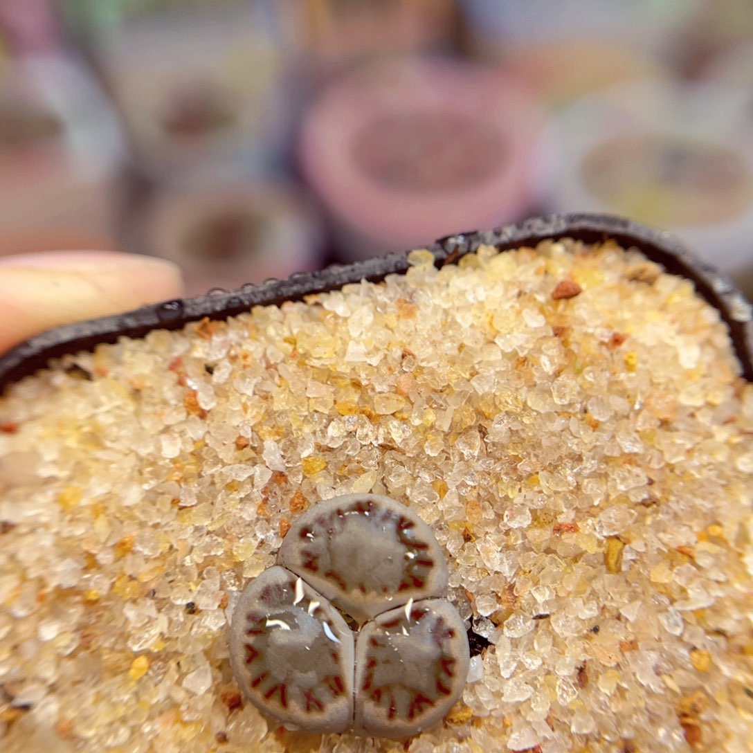 200. 568867783786778