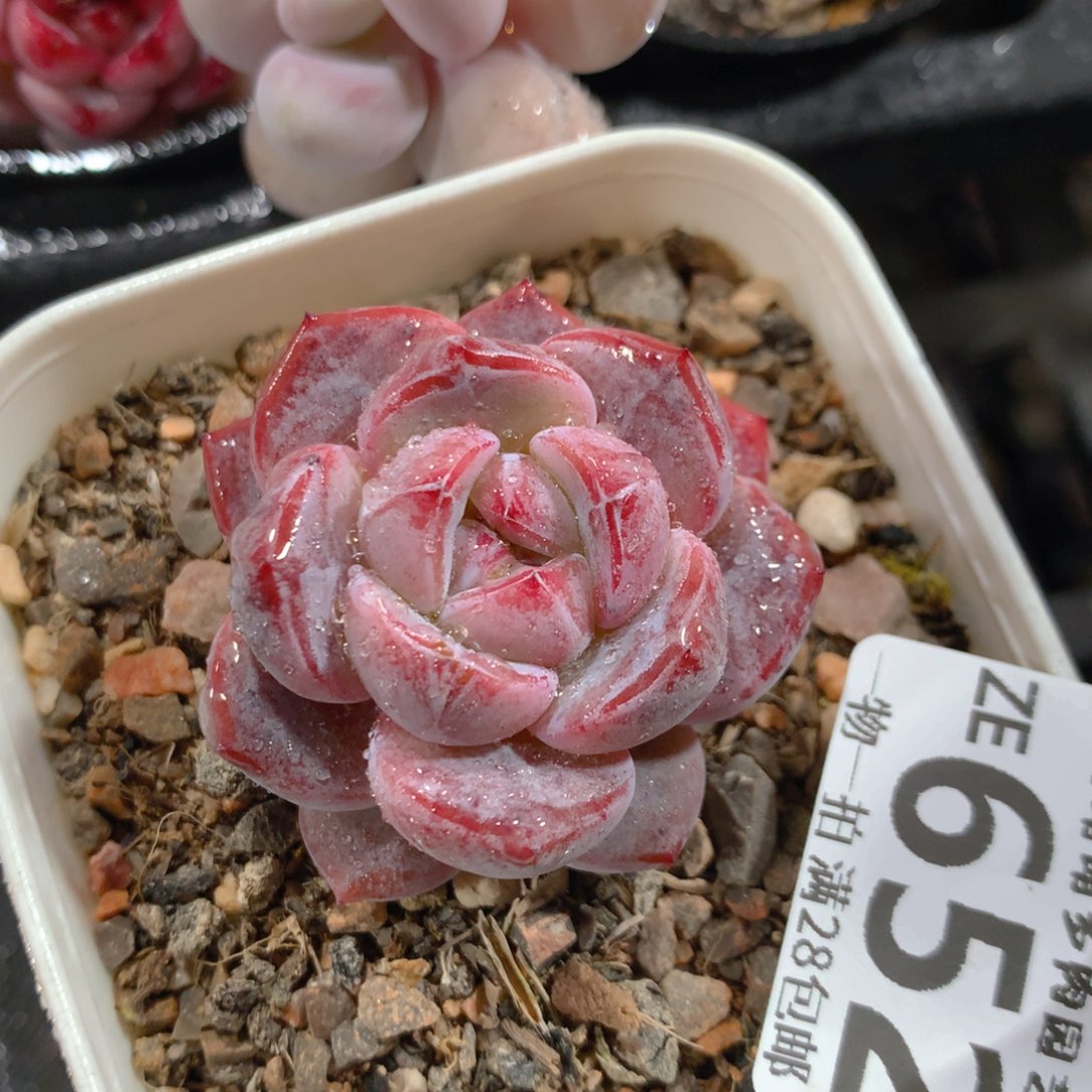 5CM拇指盆精控多肉ZE652