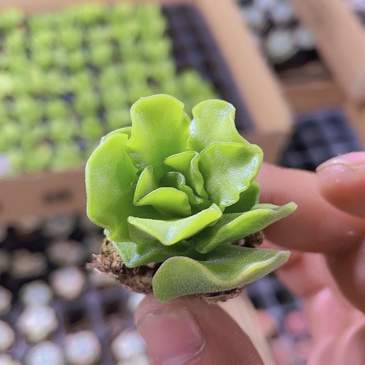 31翡翠蛋糕精品多肉