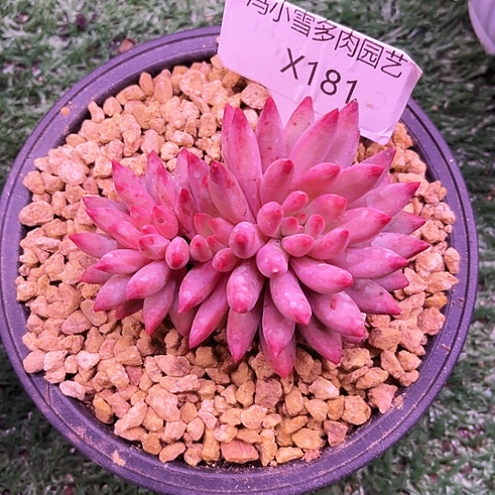 我是第一百个为妖刀应援的阴阳桃花姬