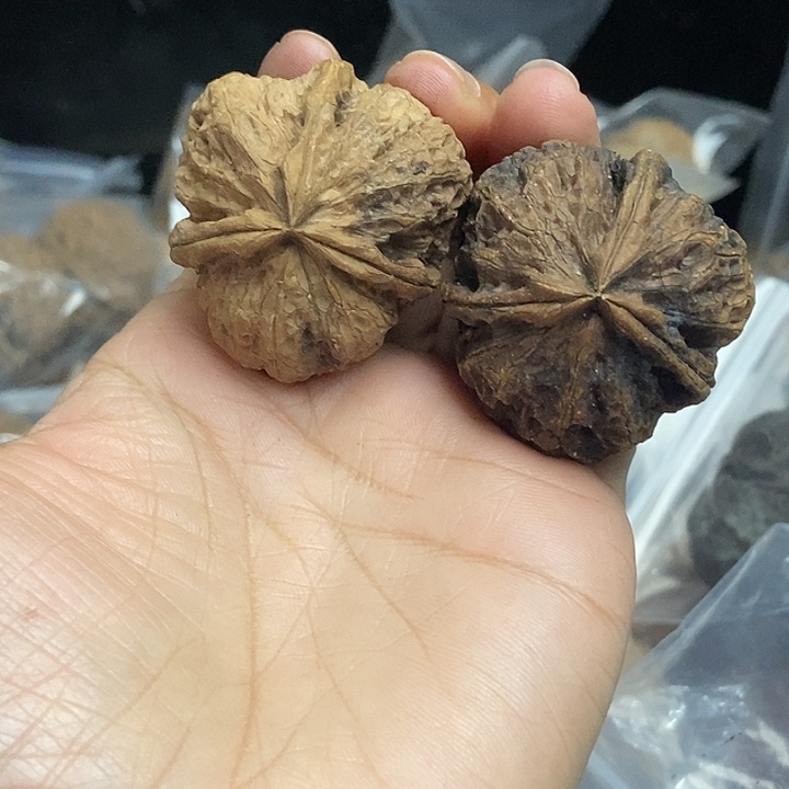 木质类云南铁核桃+60
