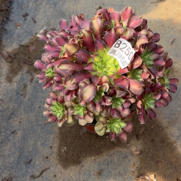 韶华多肉处理不包断头250